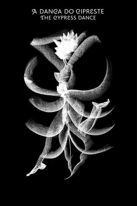 The Cypress Dance